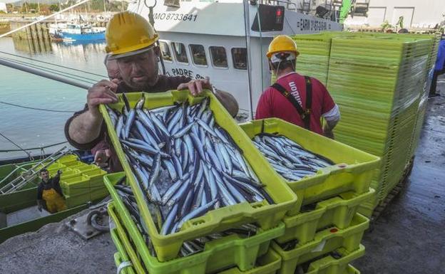 El sello de calidad de la anchoa de Cantabria exigirá que sea capturada en el mar Cantábrico