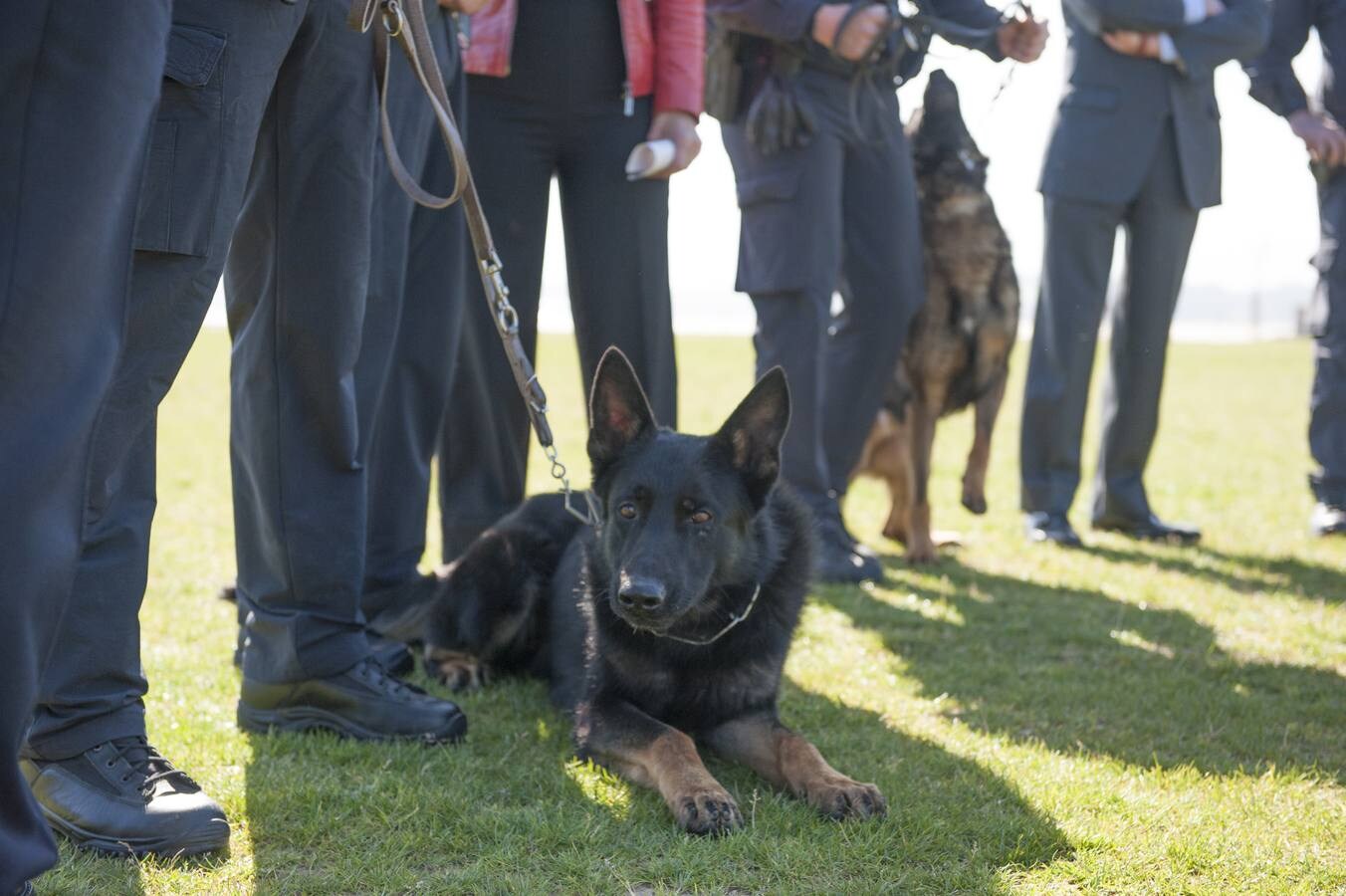Presentación de la unidad canina de la Policía Local de Santander