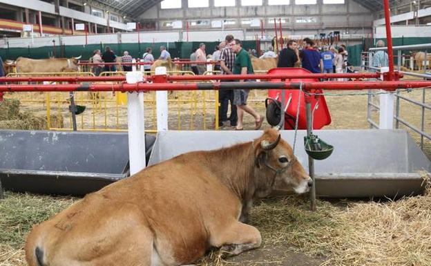 La feria de ganados de Torrelavega. 