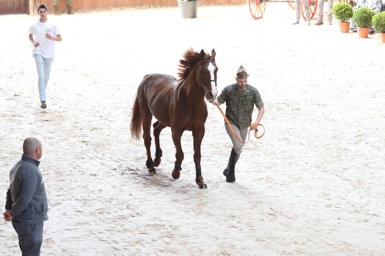 Fotos: La excelencia caballar de Ibio