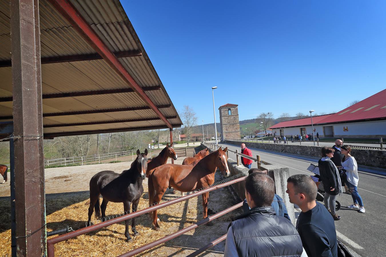 Fotos: La excelencia caballar de Ibio