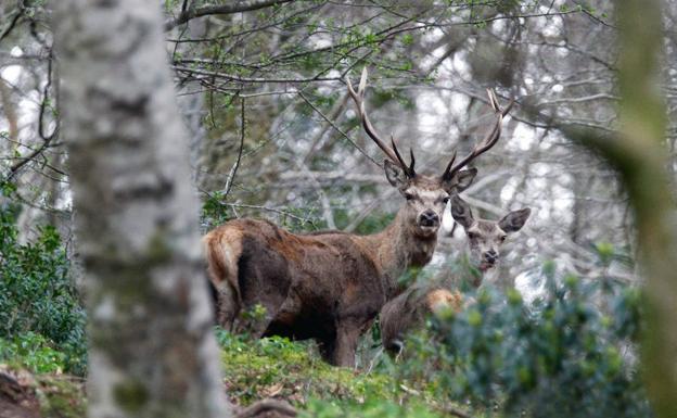 Ciervos en la Reserva del Saja-Nansa. 