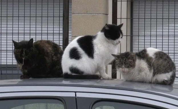 Suances inicia una campaña de control de gatos callejeros