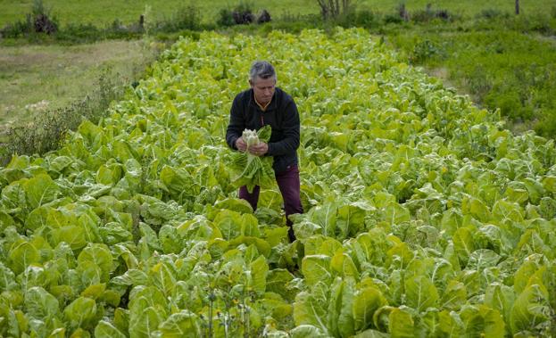 Ignacio Parraza, de Hortalizas La Colina, recoge unas acelgas en su finca de Gama. 