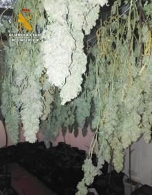 Imagen secundaria 2 - Tres detenidos y otra plantación de marihuana desmantelada en un chalé de Treto