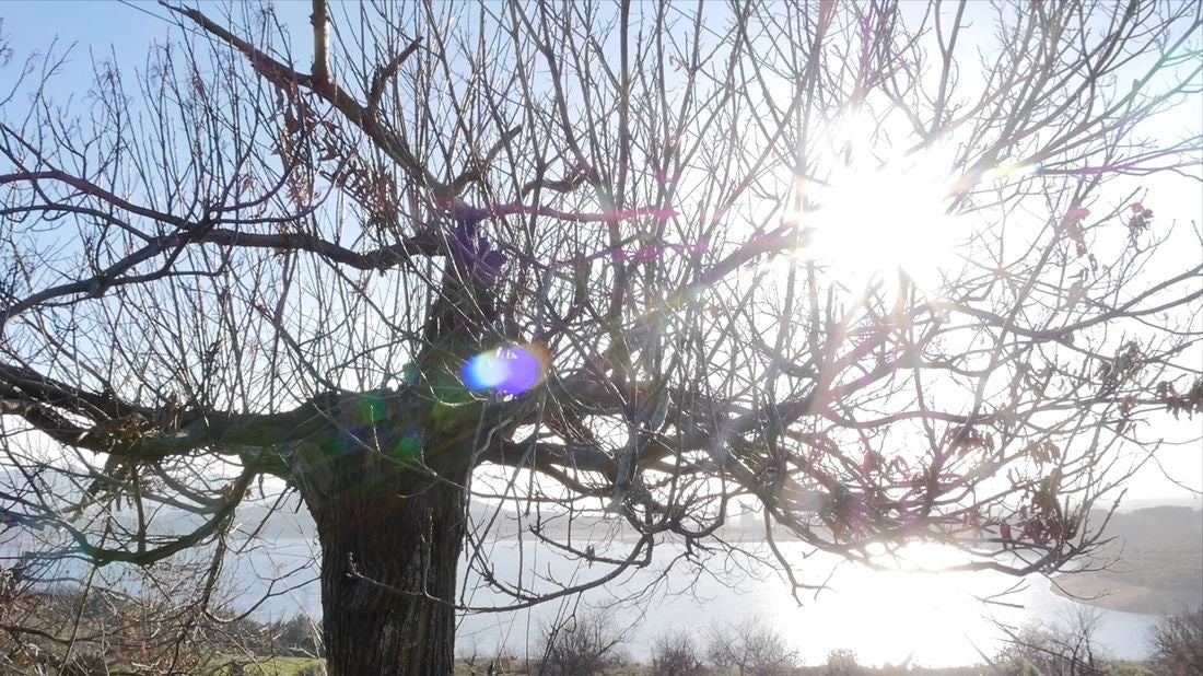 Recorremos León para descubrir qué esconden sus productos avalados con sellos de calidad. En la primera parada conocemos la manzana reineta, la pera conferencia, la castaña, la cereza, el pimiento asado y, como no, el emblema culinario de la comarca berciana