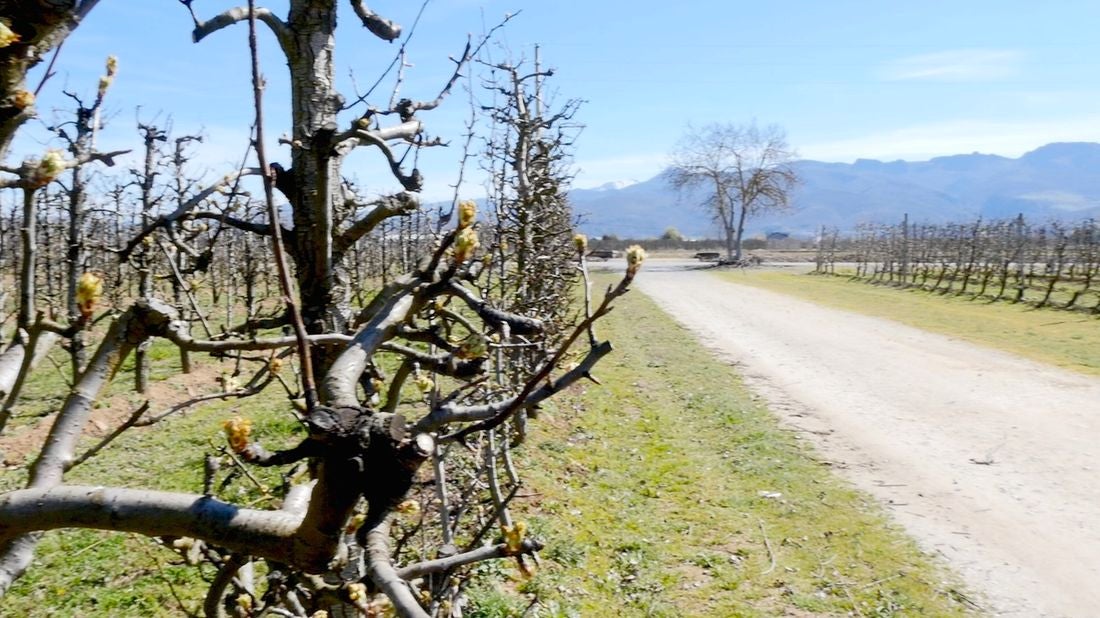 Recorremos León para descubrir qué esconden sus productos avalados con sellos de calidad. En la primera parada conocemos la manzana reineta, la pera conferencia, la castaña, la cereza, el pimiento asado y, como no, el emblema culinario de la comarca berciana