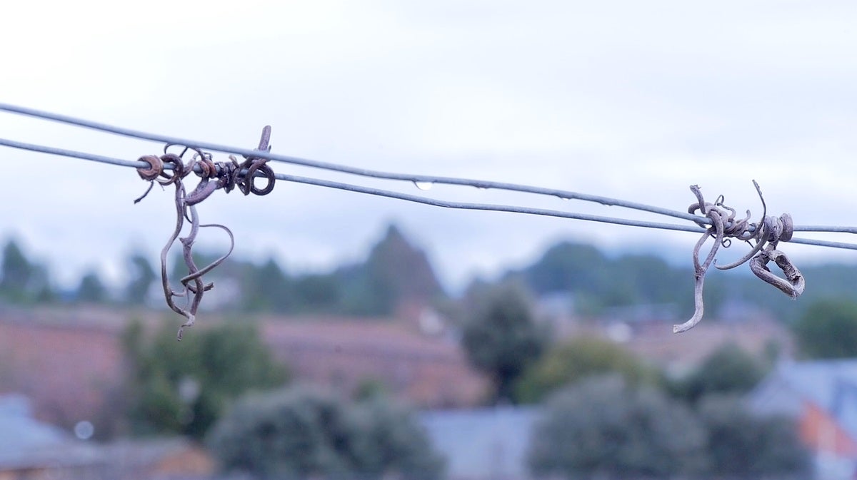 Recorremos León para descubrir qué esconden sus productos avalados con sellos de calidad. En la primera parada conocemos la manzana reineta, la pera conferencia, la castaña, la cereza, el pimiento asado y, como no, el emblema culinario de la comarca berciana