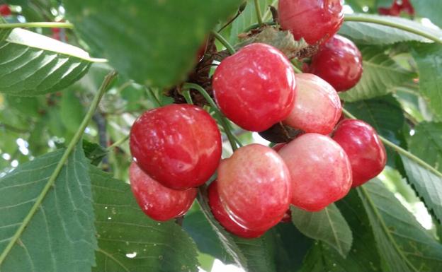 Recorremos León para descubrir qué esconden sus productos avalados con sellos de calidad. En la primera parada conocemos la manzana reineta, la pera conferencia, la castaña, la cereza, el pimiento asado y, como no, el emblema culinario de la comarca berciana