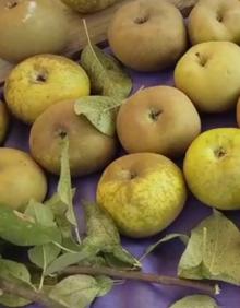 Imagen secundaria 2 - Frutas de calidad de León en su punto exacto para ser recolectado.