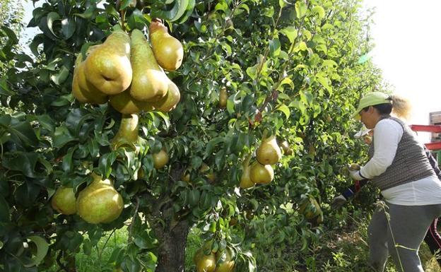 Imagen principal - Frutas de calidad de León en su punto exacto para ser recolectado.