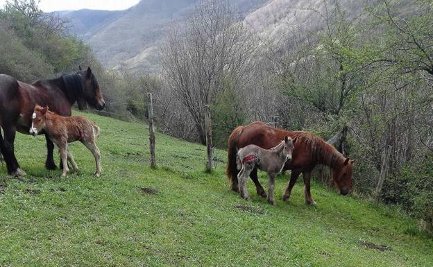 Dos de los potros atacados por los lobos en la comarca del Nansa. 