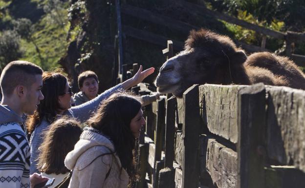 Cabárceno tiene un nuevo inquilino: una cría de dromedario