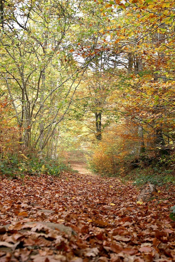 El bosque, que se extiende por Cantabria y Burgos, es una referencia por sus majestuosos bosques