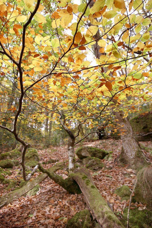 El bosque, que se extiende por Cantabria y Burgos, es una referencia por sus majestuosos bosques