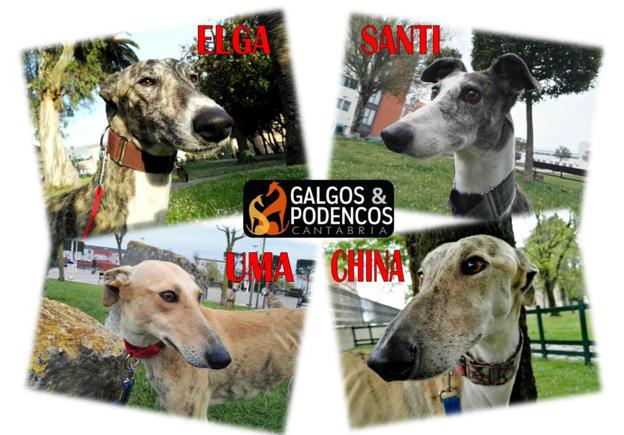 Varios de los galgos en adopción.