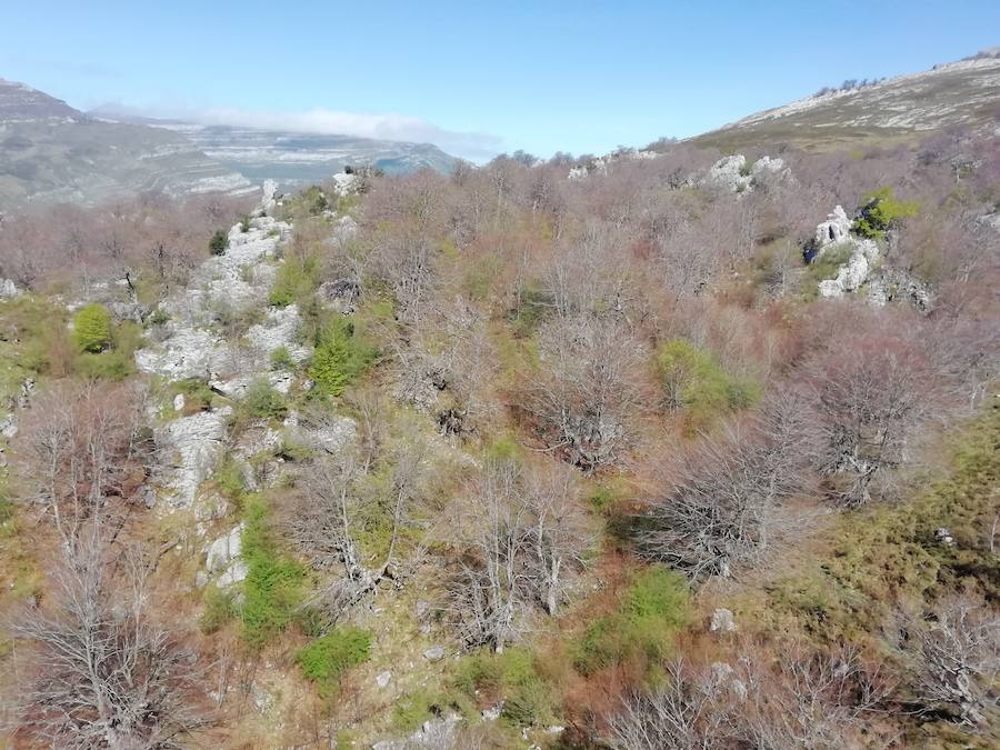 Bosque de hayas