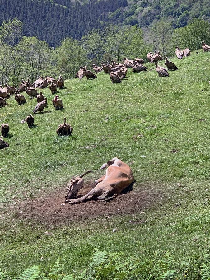 Una bandada de buitres aprovecha los restos del cadáver de una vaca en los montes de Cabuérniga, este domingo