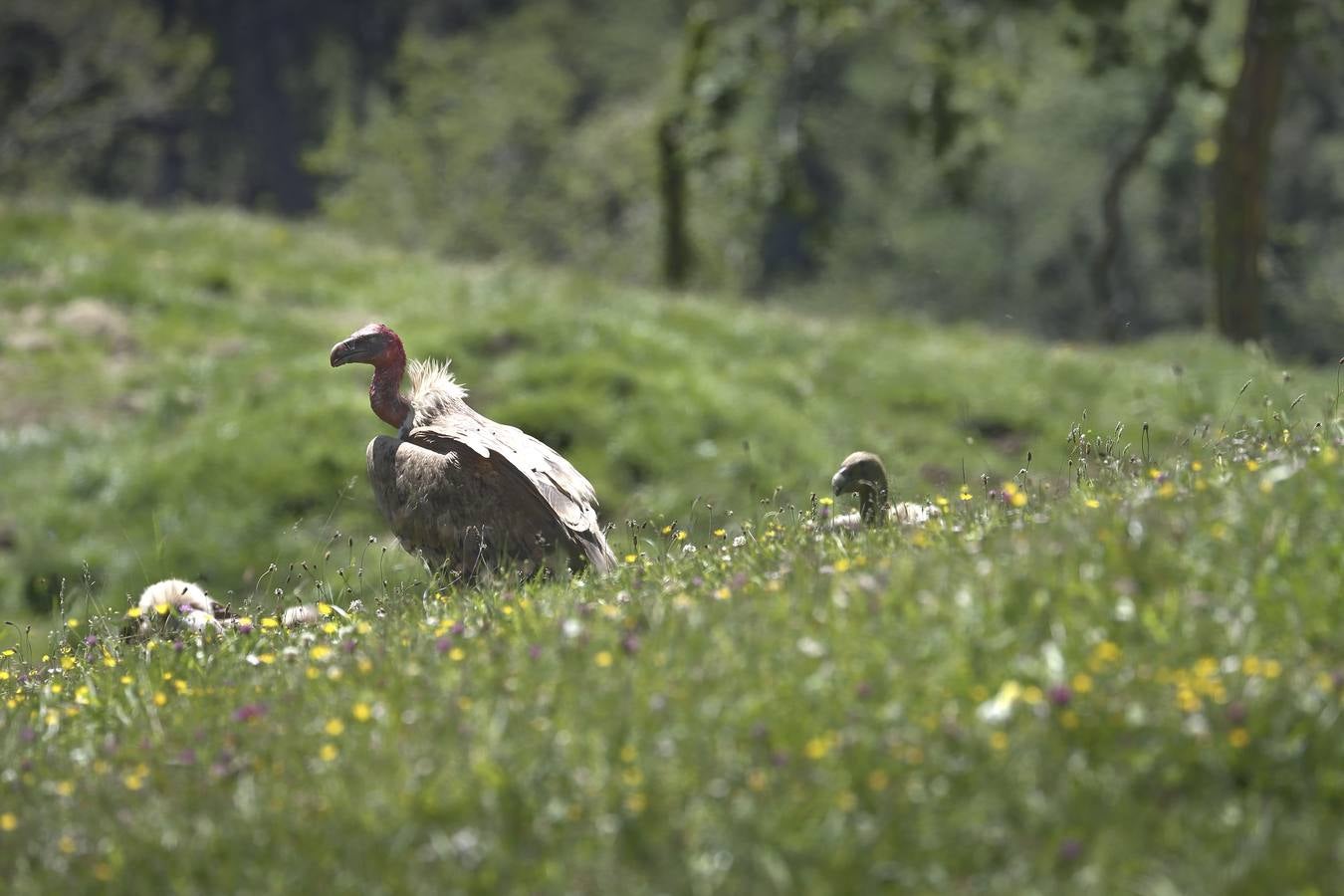 Una bandada de buitres aprovecha los restos del cadáver de una vaca en los montes de Cabuérniga, este domingo