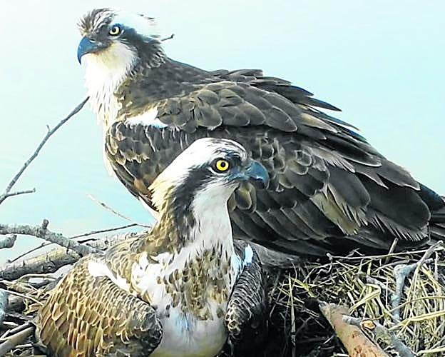 'Txuriko', sobre el borde del nido y 'Vanda', en el centro, han comenzado el cortejo que, si hay suerte esta vez, culminará este año con una puesta fructífera tal y como espera el equipo de voluntarios que forma parte de la reintroducción de la especie en Marina de Cudeyo. 