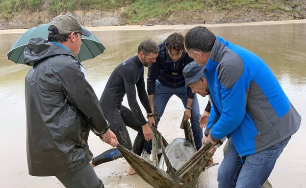 Agentes de Medio Natural y varios surfistas y vecinos intentan llevar hasta el agua a los que todavía están vivos.