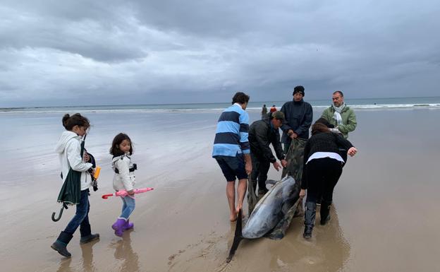 Imagen. Un grupo de vecinos de la zona ayudó a los agentes de Medio Natural a llevar al delfín hacia el agua, arrastrándole sobre una toalla. 