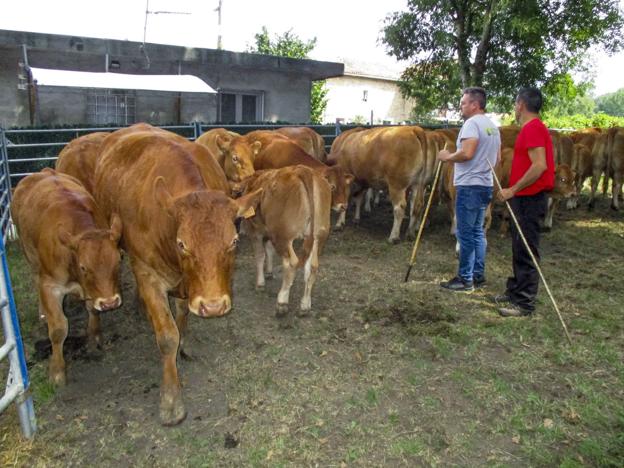 El sector agrario cántabro necesita un relevo generacional para encarar su futuro.