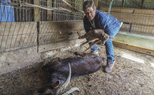 Alfredo de Soto sostiene a una de las crías heridas, al lado de una adulta ya fallecida. 