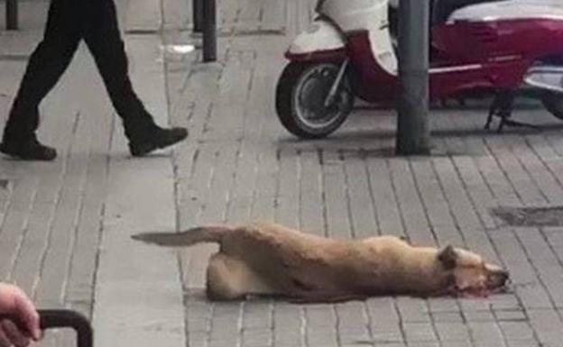 El juez imputa al policía de Barcelona que mató a la perra Sota de un disparo