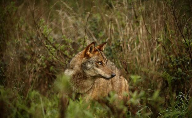 Ejemplar de lobo ibérico.