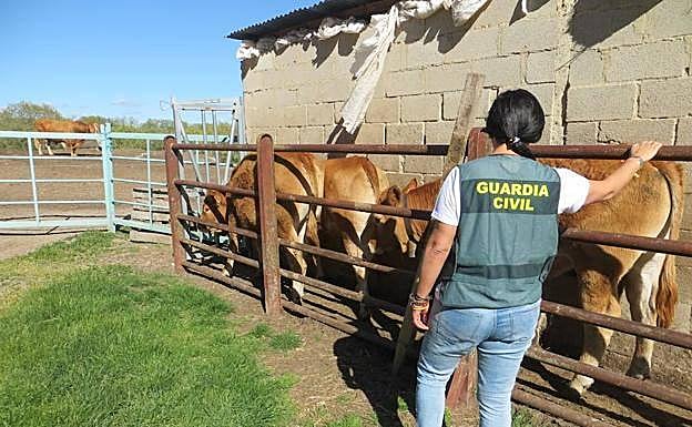 Localizan en una granja de Torrelavega cuatro terneras robadas en Aguilar de Campoo