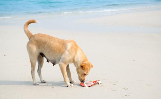 Perro oliendo algo en la playa.