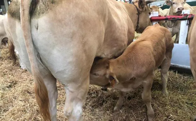 Una cría mama de su madre en el mercado de ganados.