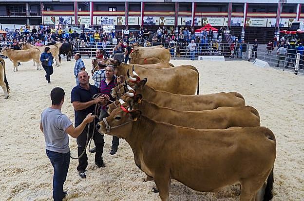 Entrega de premios del concurso regional de la raza asturiana de los valles.