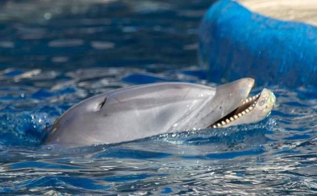 Detalle de uno de los delfines del zoo de Madrid, fotografiados por la organización Sea Shepherd
