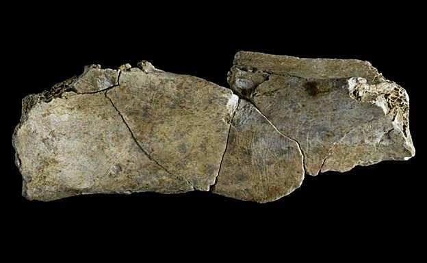 Imagen principal - 1. Los omóplatos grabados de Altamira son testimonio de la vida espiritual, sensitiva y artística de los habitantes de la cueva. | 2. Aerógrafos. El Museo ha organizado un taller de arqueología para descubrir cómo son los aerógrafos que utilizaban para pintar las manos en las paredes de la cueva.