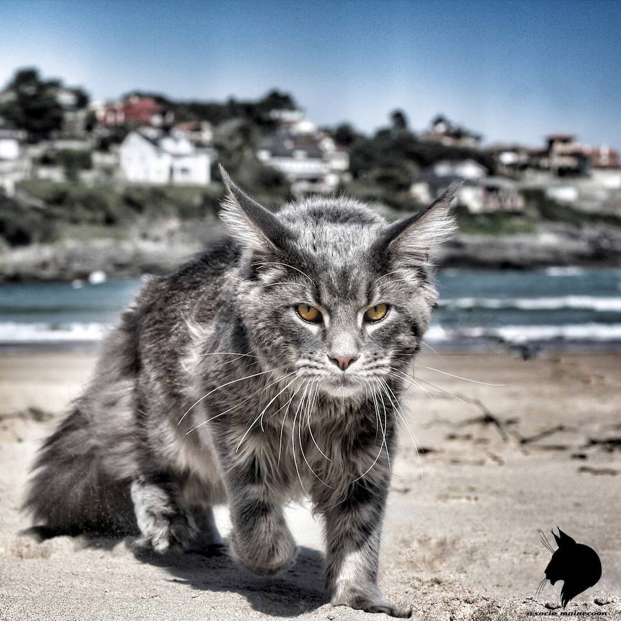 Este maine coon de gran tamaño conquista Instagram y sorprende por su parecido con un lince o gato montés