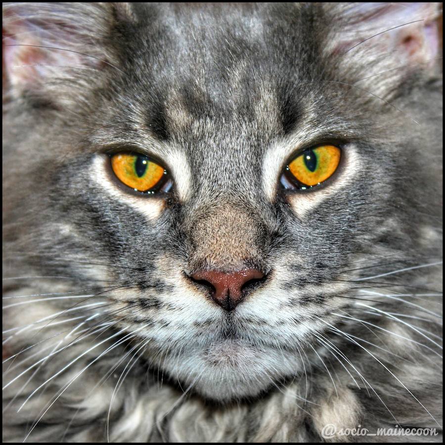 Este maine coon de gran tamaño conquista Instagram y sorprende por su parecido con un lince o gato montés