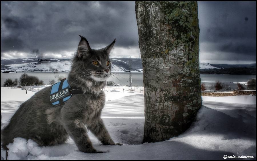 Este maine coon de gran tamaño conquista Instagram y sorprende por su parecido con un lince o gato montés