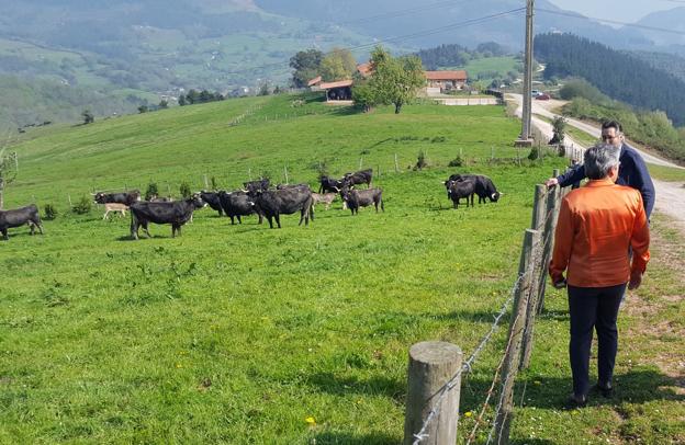 Un rebaño de vacas tudacas pasta en uno de los prados de la finca de La Jerrizuela.