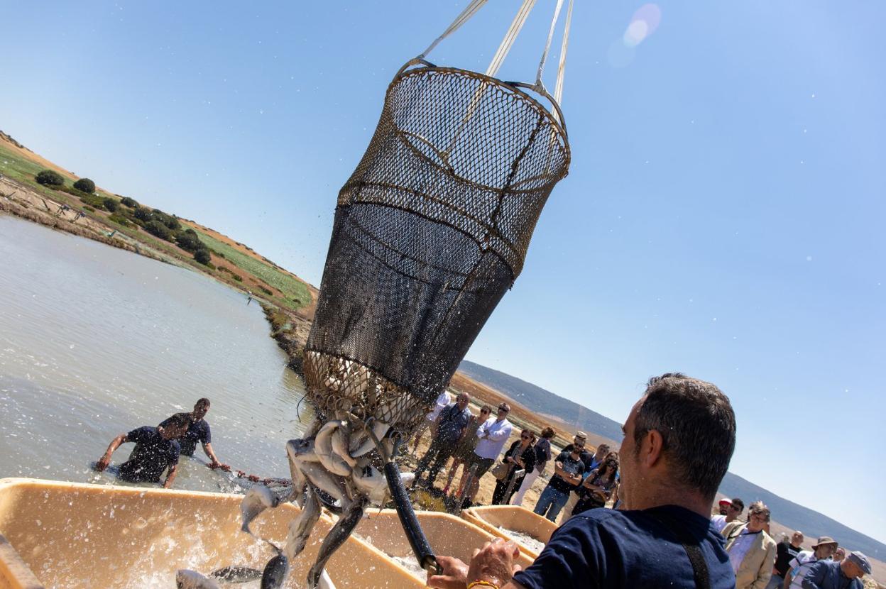 Estero de Pesquerías Lubimar en Barbate. Momento de levantar las capturas de dorada criadas y alimentadas en condiciones naturales y de forma sostenible.