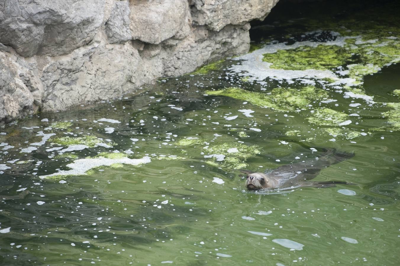 Ecologistas en Acción y Arca alertan de que la marea verde es una proliferación excesiva de algas debida a la existencia de gran cantidad de nutrientes en el medio acuático