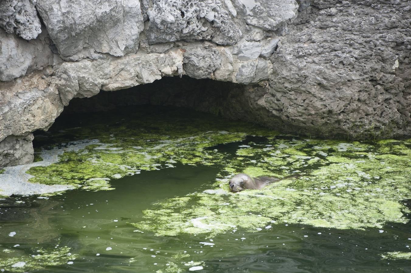 Ecologistas en Acción y Arca alertan de que la marea verde es una proliferación excesiva de algas debida a la existencia de gran cantidad de nutrientes en el medio acuático