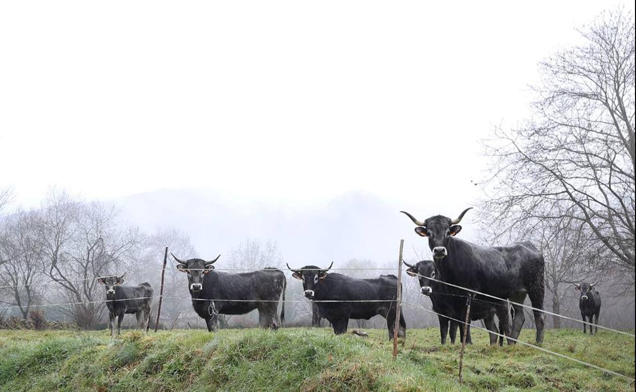 Los retos de gestión de la ganadería de montaña, a debate este viernes en Potes