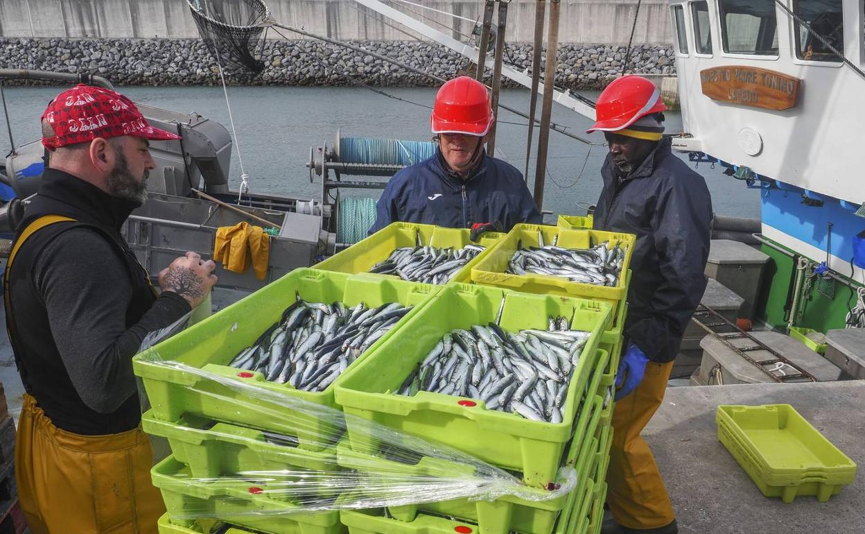 Dos decenas de barcos cántabros retoman la costera del bocarte