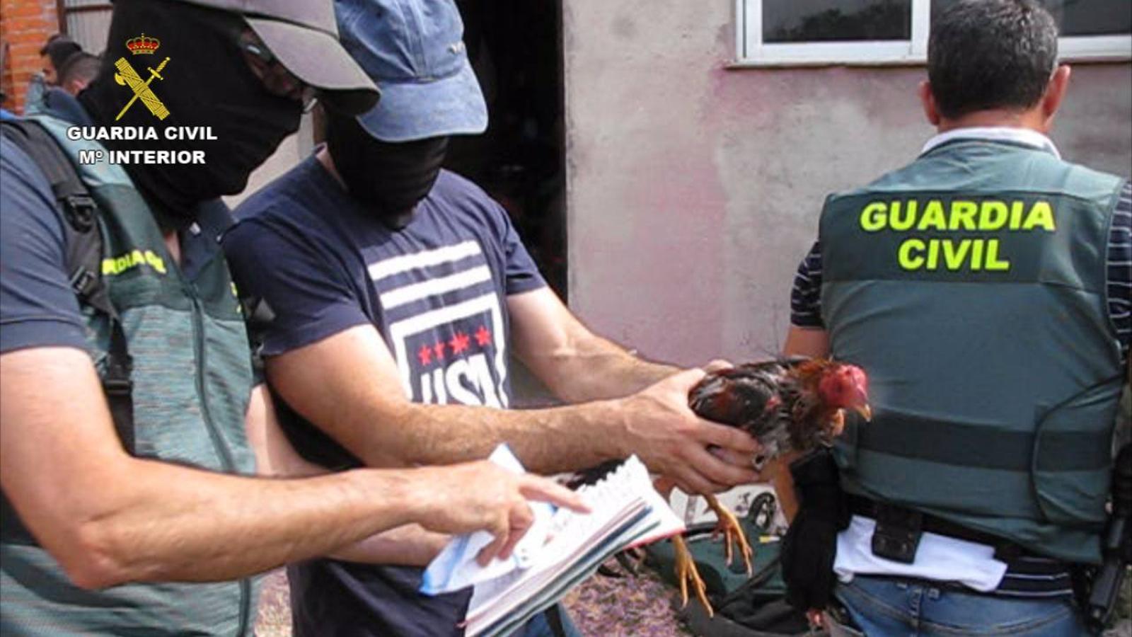 Fotos: Detenidos dos cántabros en una redada contra las peleas de gallos en Valladolid