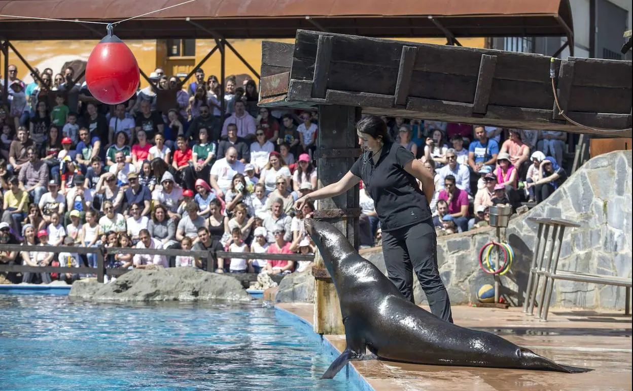 Reabre el recinto de los leones marinos del Parque de la Naturaleza de  Cabárceno | El Diario Montañés