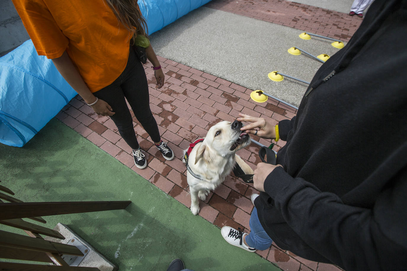 Fotos: Ayuda canina para los niños de Valdecilla