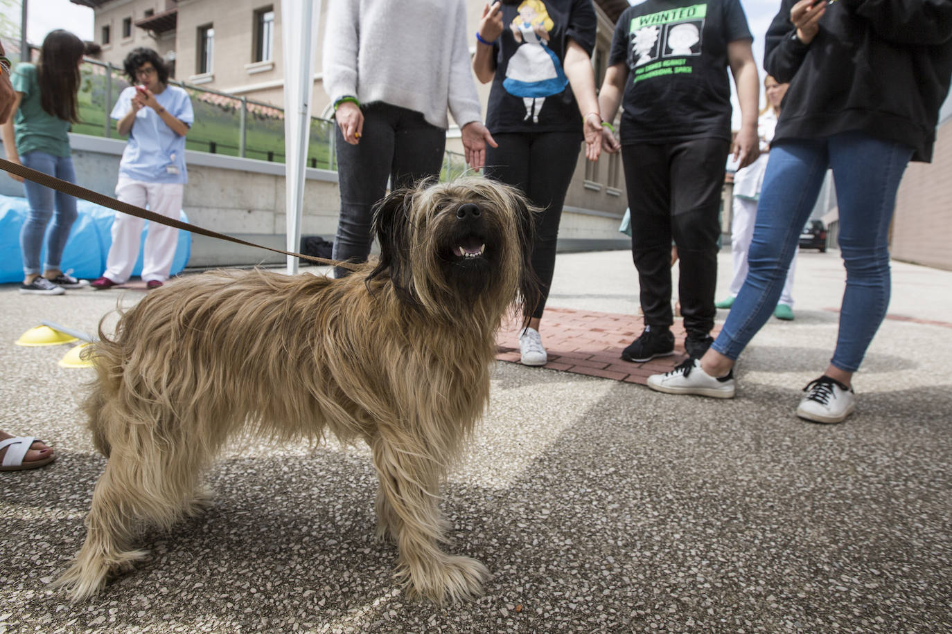 Fotos: Ayuda canina para los niños de Valdecilla