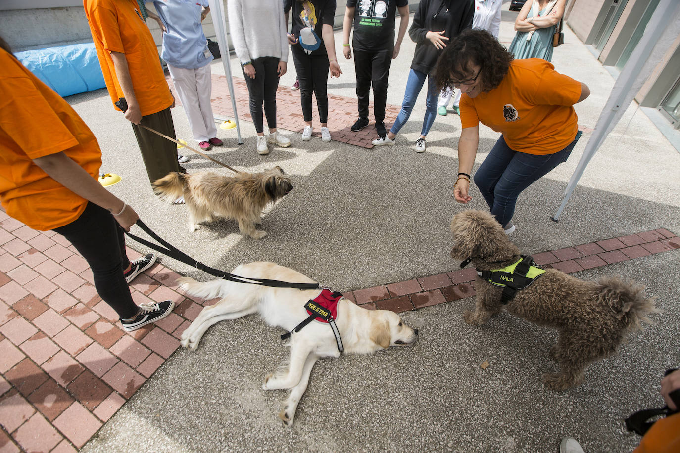 Fotos: Ayuda canina para los niños de Valdecilla
